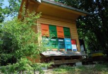 mladi cebelarji navdusili na drzavnem tekmovanju v crnomlju foto 6a0a0247ea088 1779040839