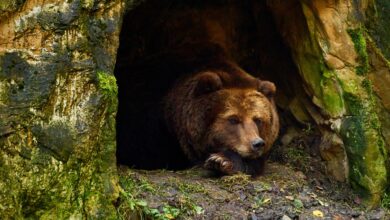 bear