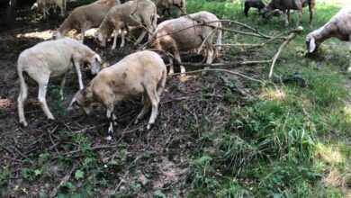 dodatna pomoc za gorske kmetije milijon evrov za drobnico 6a3bff171fae3 1782316823