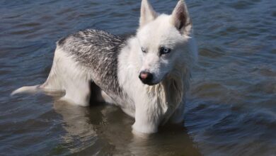 dog in water 1