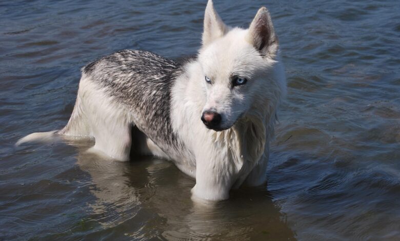 Kako zaščititi živali pred vročinskimi valovi in neurji? 1 dog in water 1