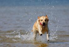 dog in water