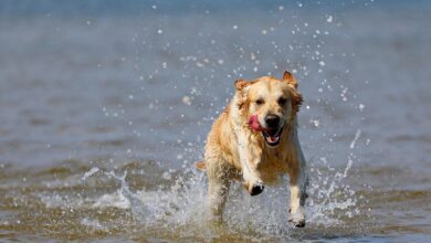 dog in water