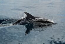 dolphins