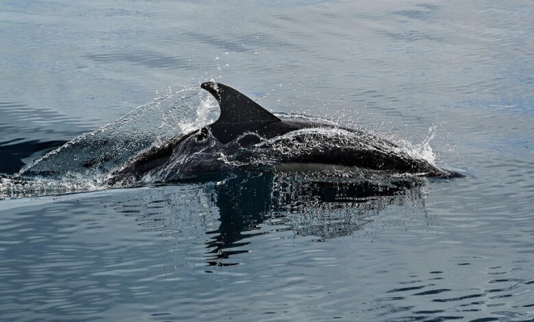 Sporni lov na Ferskih otokih: Ali bo mednarodni pritisk prinesel spremembe? #foto 1 dolphins