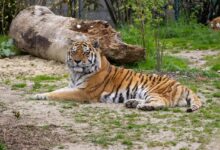 mladi sibirski tigri razveseljujejo obiskovalce zoo ljubljana video 6a2274064b1b3 1780642822