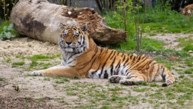mladi sibirski tigri razveseljujejo obiskovalce zoo ljubljana video 6a2274064b1b3 1780642822