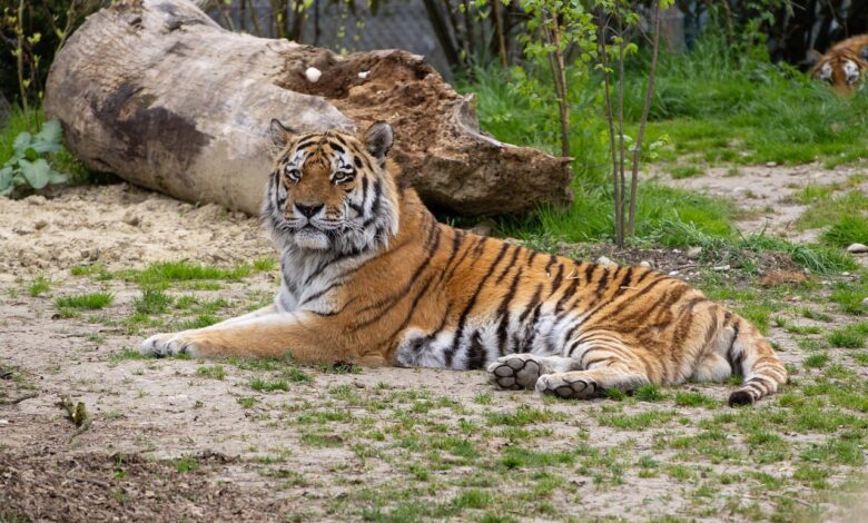 mladi sibirski tigri razveseljujejo obiskovalce zoo ljubljana video 6a2274064b1b3 1780642822