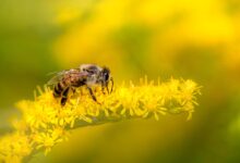 na gorickem odkrili 110 vrst divjih cebel projekt beeaware navdusuje 6a2079c4dc4a9 1780513220