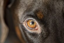policijski pes v dravogradu ugriznil obcana dogodek sprozil preiskavo 6a2176e6717b6 1780578022