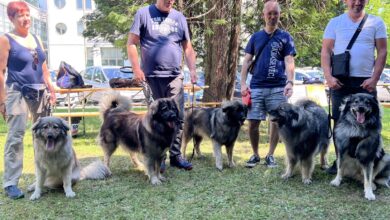 zurnalov festival v novi gorici raj za ljubitelje zivali in druzine videofoto 6a1d663c1430a 1780311612