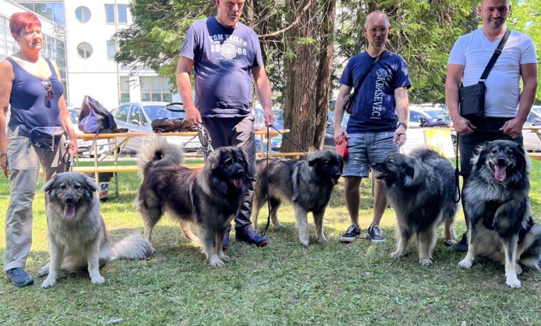 Žurnalov festival v Novi Gorici: Raj za ljubitelje živali in družine #video#foto 1 zurnalov festival v novi gorici raj za ljubitelje zivali in druzine videofoto 6a1d663c1430a 1780311612