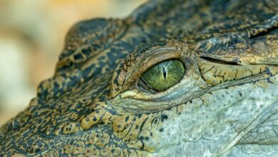 Triletni deček, ki je bil vržen med krokodile in preživel napad, je na dolgi poti do okrevanja 3 crocodil