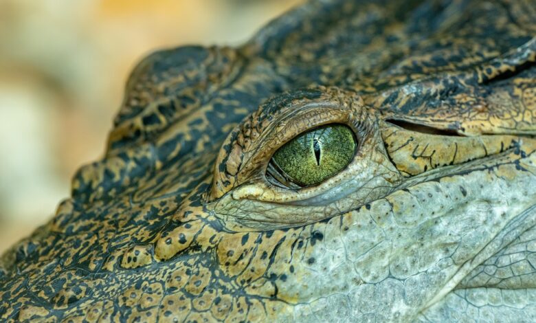 crocodil