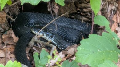 Gasilci rešili kačo in poudarili pomembnost zaščite divjih živali 2 gasilci resili kaco in poudarili pomembnost zascite divjih zivali 6a6256bdb514a 1784829629