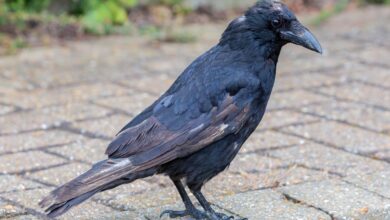 crow