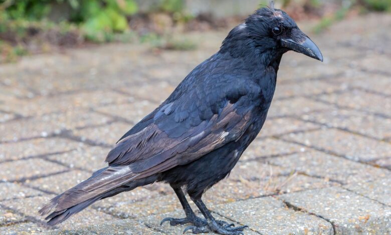 Virus zahodnega Nila v Zagrebu: Ali je Slovenija naslednja 1 crow