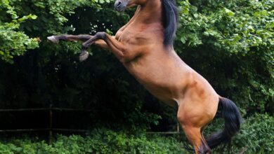 jubilejni pomurski galop v lendavi praznik konjenistva 6a78258086c68 1786258816