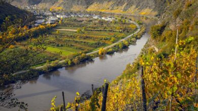 podnebne spremembe silijo slovenske vinogradnike v zgodnjo trgatev 6a859ad0670f0 1787140816