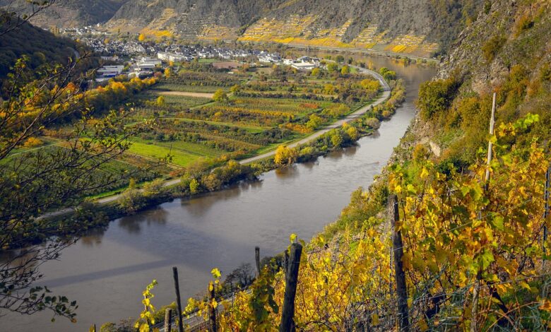 Podnebne spremembe silijo slovenske vinogradnike v zgodnjo trgatev 1 podnebne spremembe silijo slovenske vinogradnike v zgodnjo trgatev 6a859ad0670f0 1787140816
