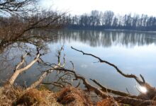 reka drava v osijeku zgodovinsko nizki vodostaji skrbijo strokovnjake 6a883dd298aaf 1787313618