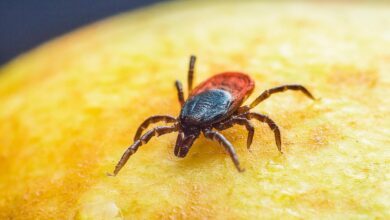 tick
