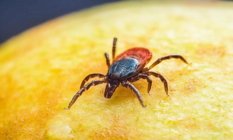 tick