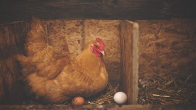 chichen egg