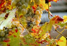 grozdje odlicno toda pridelka tudi do polovice manj belokranjski vinogradniki letos obcutili moc suse 6ab8083525dc5 1790445621