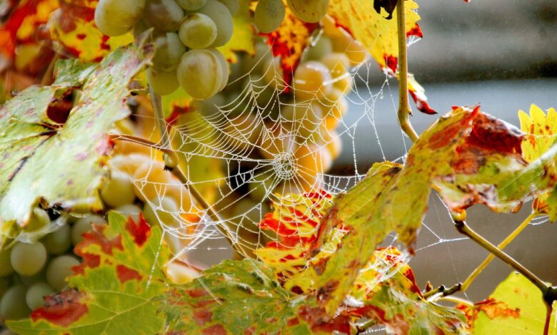 grozdje odlicno toda pridelka tudi do polovice manj belokranjski vinogradniki letos obcutili moc suse 6ab8083525dc5 1790445621
