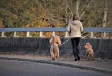 goriska ta konec tedna v znamenju stirinoznih lepotcev v sempetru mednarodna razstava psov 6adce419d3810 1792861209