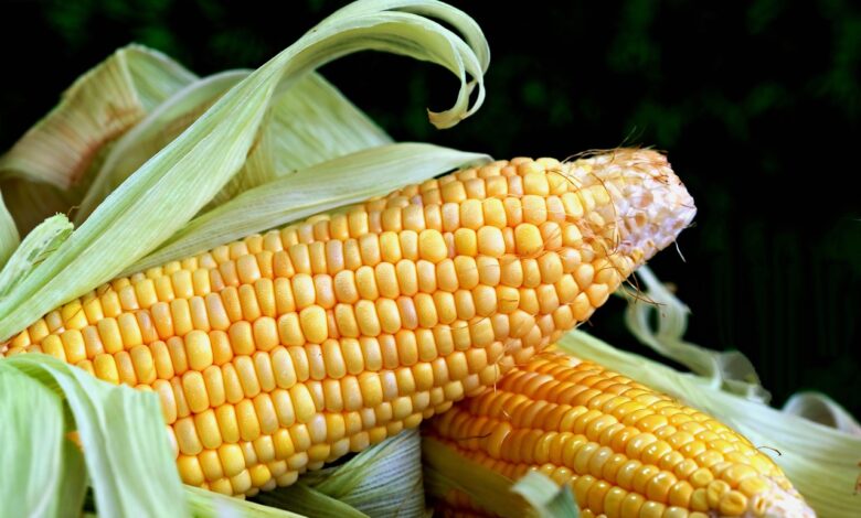 Koruza fest v Šentlovrencu: Oživitev tradicije ličkanja koruze# video 1 koruza fest v sentlovrencu ozivitev tradicije lickanja koruze video 6ae5922482682 1793430052