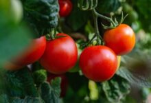 salmonela v italijanskih paradiznikih ki so jih izvozili tudi v slovenijo v italiji ze 132 okuzb 6accd9d8b721d 1791810008
