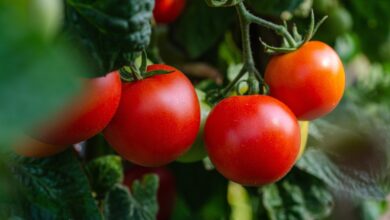 salmonela v italijanskih paradiznikih ki so jih izvozili tudi v slovenijo v italiji ze 132 okuzb 6accd9d8b721d 1791810008