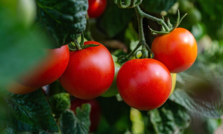 salmonela v italijanskih paradiznikih ki so jih izvozili tudi v slovenijo v italiji ze 132 okuzb 6accd9d8b721d 1791810008