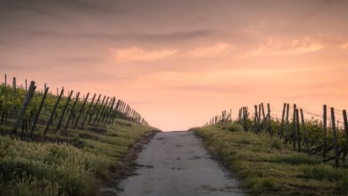stajerski vinogradniki letos brez denarja bolezen se siri ministrstvo pa ni pravocasno pripravilo podlage 6ac25bee8ea2a 1791122414